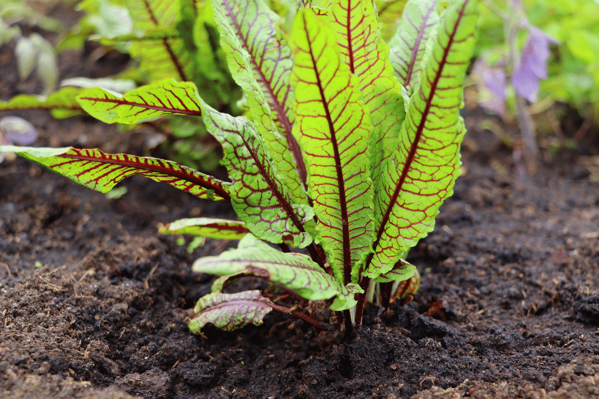 How to grow and harvest sorrel.png